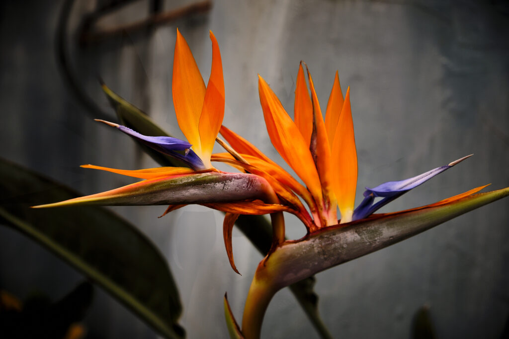Noded Razoes Bird of Paradise – Noded