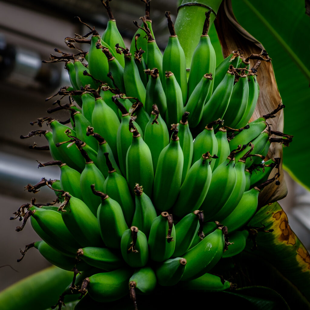 Noded Razoes Going Bananas – Noded